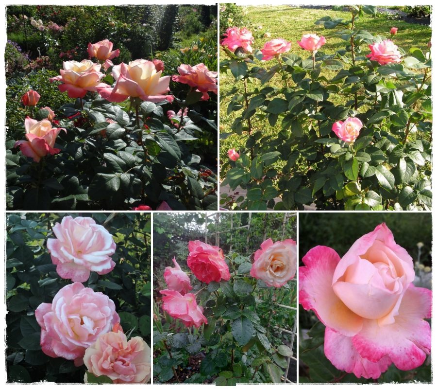 Laetitia Casta róża wielkokwiatowa